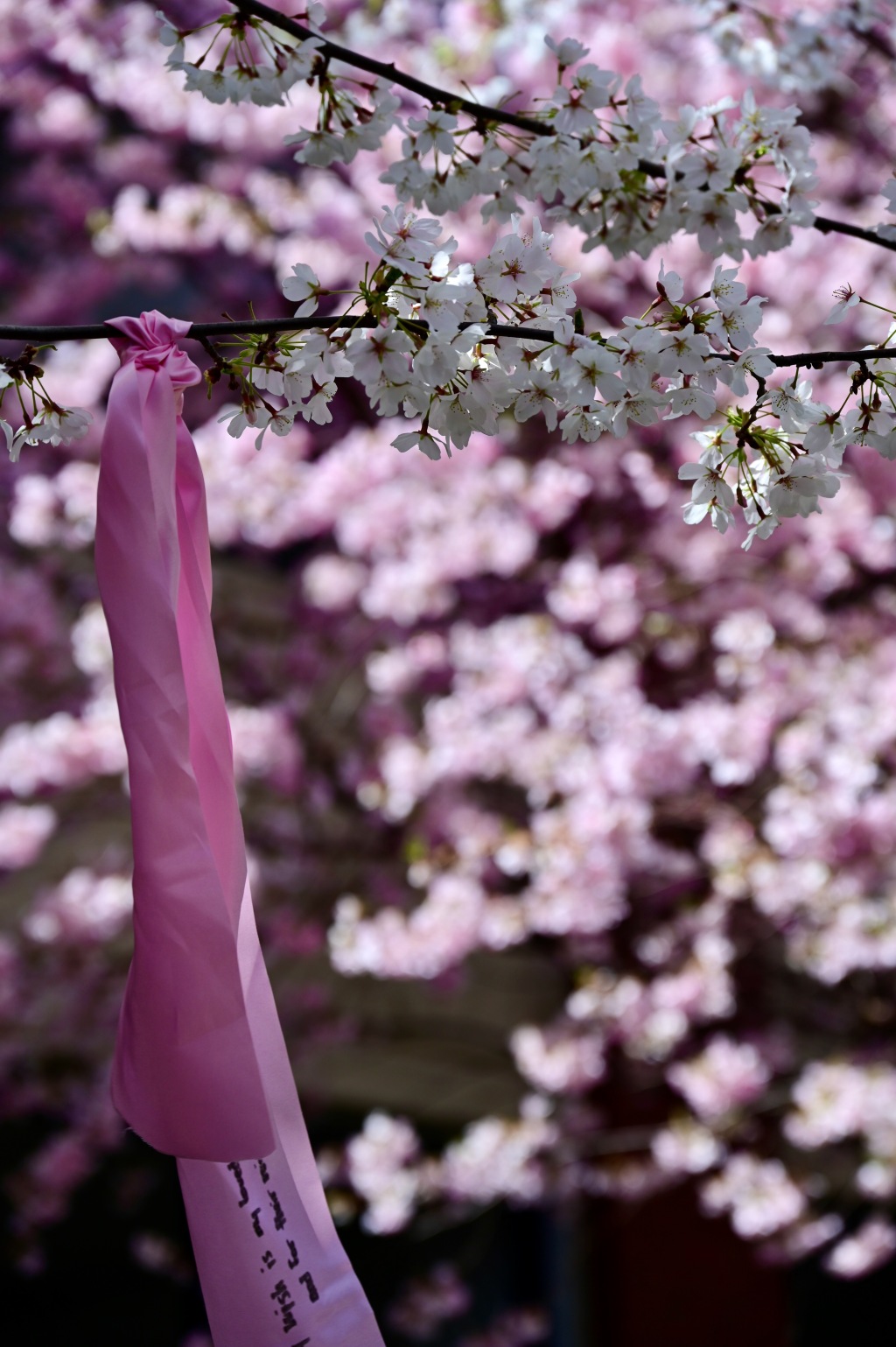 Akron Sakura Festival